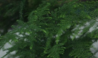 文竹秋天怎么养 秋天怎样养文竹