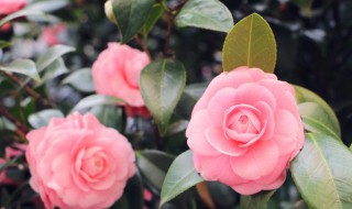 养花用的土怎么消毒（养花的土如何消毒）