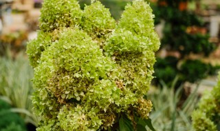 剪了的绣球花怎么水养(绣球花水养叶子需要剪掉吗)