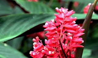 紫背竹芋怎么养 紫背竹芋怎么养视频