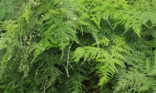 文竹水养怎么养 水养文竹怎样养