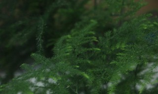 水培文竹怎么养（水培文竹如何养）