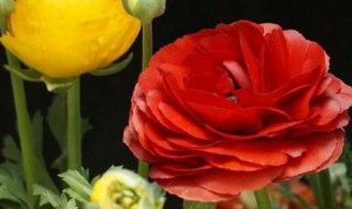 洋牡丹怎么水养(洋牡丹怎么水养更长久)