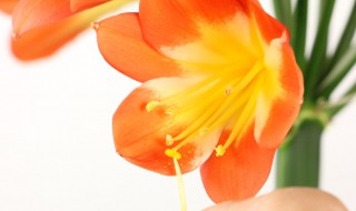 君子兰怎么养开花快 君子兰怎么养花才开得好