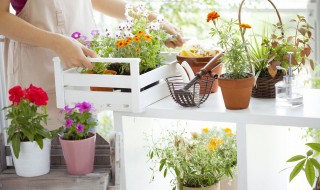 桃树苗什么时候剪枝(桃树苗什么时候剪枝最好)