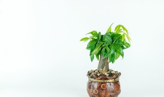 发财树上什么肥好(发财树上啥肥好)