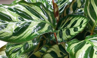 孔雀竹芋的叶子卷起来是怎么了 孔雀竹芋的叶子卷起来是怎么了回事
