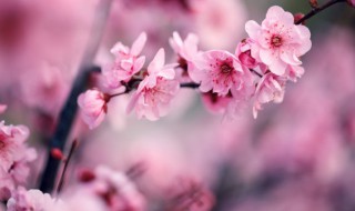 梅花树是什么时候发芽 梅花什么时候发芽什么时候开花