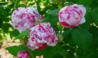 抓破美人脸月季怎么养(美人抓破脸月季图片)