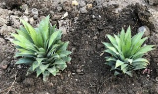 吃完的波萝顶花怎么养(菠萝顶花怎么养)