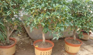 盆栽桂花什么时候剪枝（盆栽桂花什么时候剪枝,怎么剪）