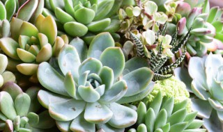 小红心植物怎么养(小红心绿植怎样养)