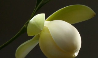 明开夜合花怎么养(明开夜合花的功效)