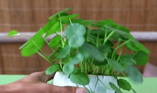 水培铜钱草怎么养 水培铜钱草怎么养才能叶大爆盆
