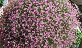 鲜花满天星怎么养 鲜花满天星怎么养护
