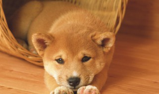 红色阿拉斯加怎么养 阿拉斯加怎样养