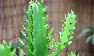 龙骨怎么养才长得好(龙骨好养不好养)