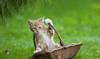 不到一个月的猫怎么养（一个半月的宠物猫怎么养）