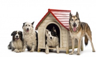 养的狗不想养了怎么办 狗狗不想养了怎么办