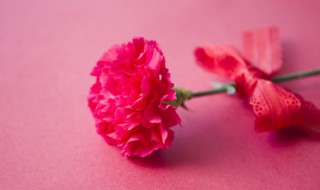 康乃馨水培怎么养（康乃馨可以水培养吗?）