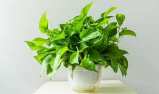 绿箩放在水里怎么养 绿萝可以泡水下面养吗