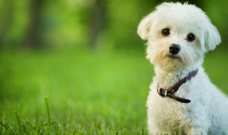 洋气的英文宠物狗名字（洋气的小狗英文名字）