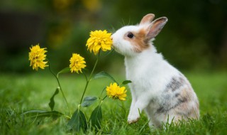 如何照顾野生小兔子 野生的小兔子带回家怎么喂养