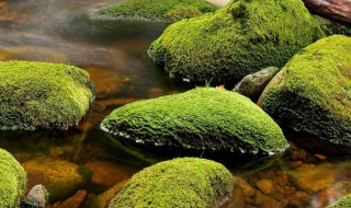 水苔怎么养 水苔怎么养兰花