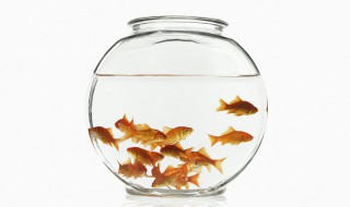 养鱼的水怎么养（养鱼如何先养水）