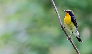 黄眉姬鹟怎么饲养 白眉姬鹟怎么饲养