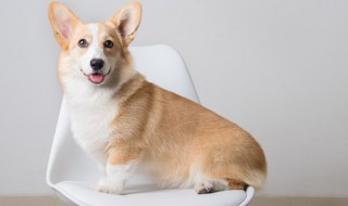 柯基怎么喂养（柯基怎么喂养长得最好）