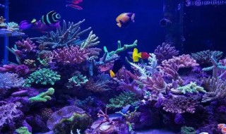 海水观赏鱼怎么养 观赏鱼海水鱼好养吗