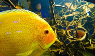 球玛丽鱼生小鱼怎么养 黑玛丽球鱼生小鱼怎么养