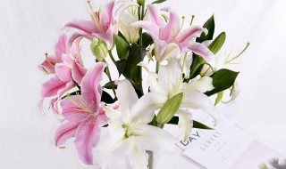 水培香水百合怎么养 水培香水百合能不能养活