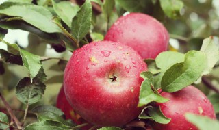 苹果树的养殖方法和注意事项（苹果树的种植与管理方法）