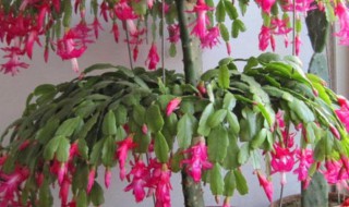 蟹脚兰的养殖方法和注意事项 蟹脚兰花期的养殖方法和注意事项