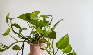 绿萝的养殖方法和注意事项 家庭绿萝的养殖方法和注意事项
