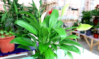 土培白掌的养殖方法和注意事项 土培白掌怎么养殖方法