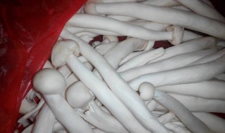 鸡腿菇的种植方法 鸡腿菇的种植技术