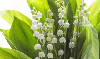 铃兰养殖方法和注意事项 铃兰种植注意事项