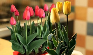 郁金香盆栽种植方法 郁金香盆栽种植方法与技巧