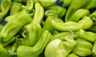 青椒种植时间和方法（大棚青椒种植时间和方法）