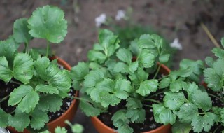 花毛茛种植方法（花毛茛种植方法和时间）