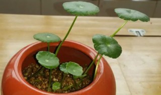铜钱草怎么种植方法（铜钱草怎么种植方法金钱草）