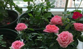 月季的种植方法 月季的种植方法及管理