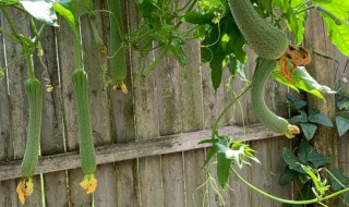 丝瓜种植时间和方法（五叶香丝瓜种植时间和方法）