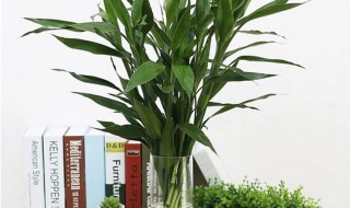 水培竹子怎么养 水培竹子怎么养生根快