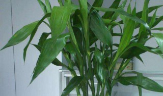带根的富贵竹怎么水养 带根的富贵竹怎么养?