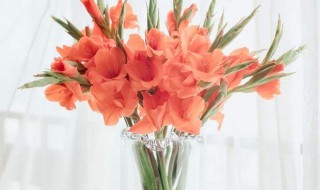 剑兰怎么水养（剑兰怎么水养更长久）