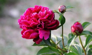 芍药花怎么种植方法（芍药花怎样种植）